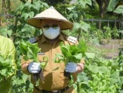 Bupati Kampar Panen Sayuran, Program P2L Dapat Bermanfaat