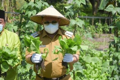 Bupati Kampar Panen Sayuran, Program P2L Dapat Bermanfaat