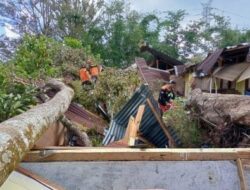 Pohon Durian Timpah Bangunan Sekolah, Begini Penjelasan Kadis Pendidikan Taput