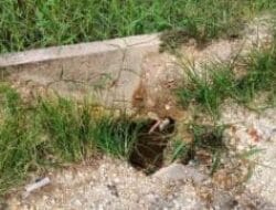 Aset Jalan Menuju SDN 002 Kampung Pinang Perhentian Raja Kampar Memprihatinkan