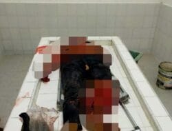 Laga Kambing, Warga Pematang Guntung Sergai Tewas Terlindas Trailer
