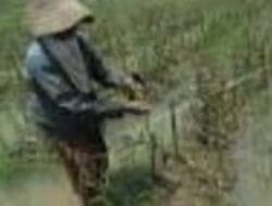 Petani Cabe dan Tomat di Jember Merugi, Ini Penyebabnya