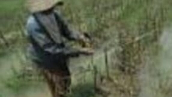 Petani Cabe dan Tomat di Jember Merugi, Ini Penyebabnya