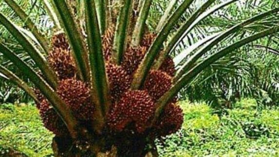 Jutaan Hektar Kebun Sawit Diduga Ilegal Rugikan Negara Ratusan Triliun