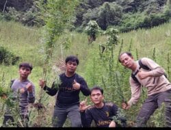Ditemukan Ladang Ganja Seluas 2 Ha di Pegunungan Tor Mangompang