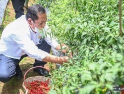 Walikota Sidempuan & KWT Martabe Panen Perdana Cabe Merah