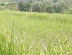 Padi di Pakpak Bharat Diserang Tikus, Petani Rugi Besar