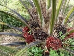 Tinjau Ulang HGU Perkebunan Sawit PT. KHI