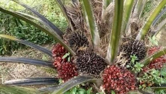 Tinjau Ulang HGU Perkebunan Sawit PT. KHI