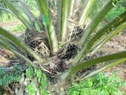 Perpanjang HGU Kebun Sawit Diduga Cacat Hukum