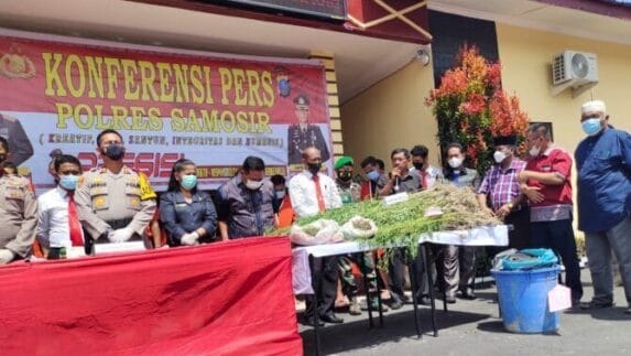Polres Samosir Ungkap Pananaman Ganja Seluas Setengah Ha