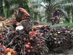 Jaksa Agung Bentuk Tim Gabungan Audit Industri Kelapa Sawit, Saran Lembaga RCW Mengejutkan