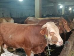 PITI Sumut Sembelih 4 Ekor Lembu dan 2 Kambing Hewan Qurban
