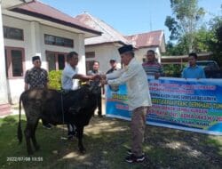 Bupati Pakpak Bharat Serahkan Hewan Qurban di Pagindar