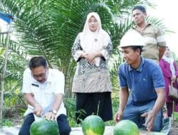 Bupati Labusel Tinjau Petani Kebun Semangka Milik Kelompok Tani