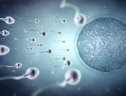 Produksi Sperma yang Menurun Dapat Sebabkan Kemandulan