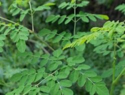 Perlu Diketahui, Ini Manfaat Daun Kelor untuk Mata