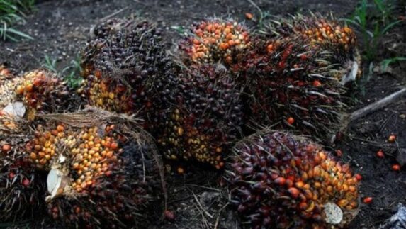 Pemerintah Indonesia Akan Gugat Uni Eropa ke WTO