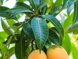 Ini Beberapa Arti Mimpi Tentang Buah Mangga
