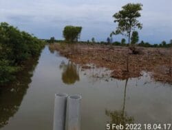 Polres Langkat Periksa Kelompok Tani Hutan Diduga Terlibat Proyek Penanaman Mangrove