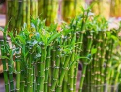 Ini Tanaman Hias Pembawa Rezeki Menurut Feng Shui