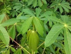 Ini Manfaat Daun Singkong untuk Kesehatan