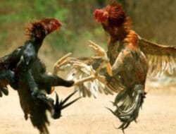 Diduga “Kebal” Hukum, Judi Sabung Ayam di Hamparan Perak Marak