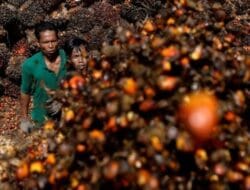 Uni Eropa Tolak Ekspor 7 Komoditas Unggulan Sumut