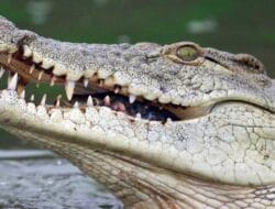 Istri Diterkam Buaya, Suami Sempat Melawan Namun Gagal