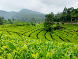 PTPN Berambisi Kuasai Pasar Teh dan Gula Nasional
