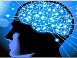 Ini Makanan Tingkatkan Kecerdasan Otak