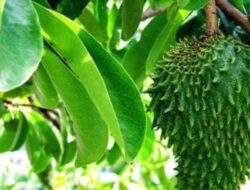 Ini Manfaat Hebat Buah Sirsak Bagi Kesehatan