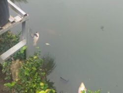 Ikan Mas Di Kolam Kejatisu Banyak Yang Tewas