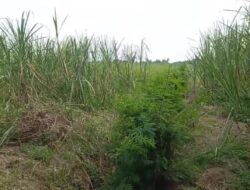 Tanaman Tebu PTPN2 Kebun Bulu Cina Memprihatinkan