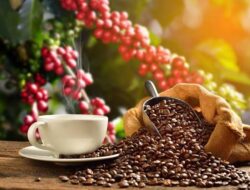 Bedanya Kopi Arabika dan Robusta, Biar Rasa Hanya Kita Yang Tahu