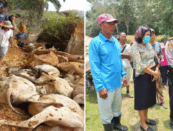 Managemen PTPN III Kebun Sei Silau Hadiri Mediasi Terkait Kematian Ternak