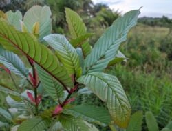 Kemendag Akan Ekspor Herbal Daun Kratom Kategori Narkotika Golongan I