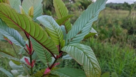 Kemendag Akan Ekspor Herbal Daun Kratom Kategori Narkotika Golongan I