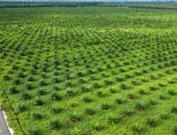 Resolusi Konflik Usaha Sawit Tanpa Izin Dalam Kawasan Hutan Diselesaikan Dengan RJ dan UR