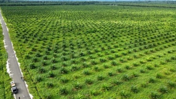 Resolusi Konflik Usaha Sawit Tanpa Izin Dalam Kawasan Hutan Diselesaikan Dengan RJ dan UR