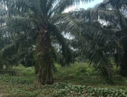 PTPN II Diminta Okupasi Tempat Hiburan Diatas Lahan EX HGU di Kecamatan Beringin