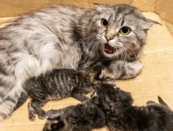 Kenapa Induk Kucing Makan Anak Sendiri, Begini Penyebabnya