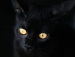 Ini Mitos Spiritual Tentang Kucing Hitam yang Tak Diketahui