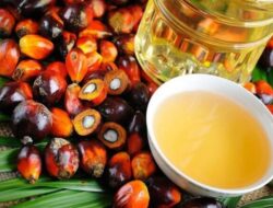 Kejagung Periksa 3 Orang Perkara Ekspor Crude Palm Oil  dan Turunannya