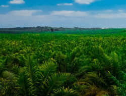 Strategi Memilih Benih Kelapa Sawit Berkualitas