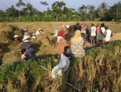 Bupati Jember Didesak Evaluasi Tim KP3, Harga Pupuk Bersubsidi Tak Tepat Prinsip 6 T