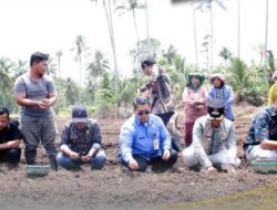 Plh Sekda Kota Padangsidimpuan Tanam Bawang Merah di Desa Mompang