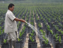 Petani Apresiasi Bibit Sawit Unggul Bersertifikat PTPN V