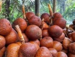 Buah Ini Dapat Obati Maag dan Turunkan Kadar Gula