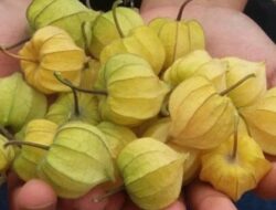 Ketahui, Ini 5 Manfaat Daun Ciplukan Bagi Kesehatan